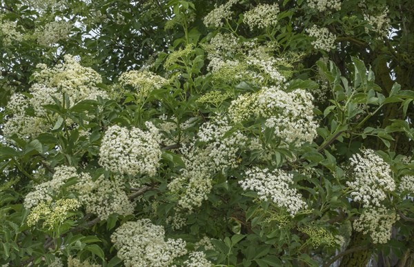 Elder (Sambucus nigra), flower, Rhineland-Palatinate, Germany, Europe