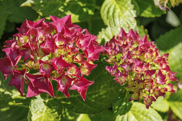Close-up of bright red hydrangeas with green leaves, Borken, Münsterland, North Rhine-Westphalia,