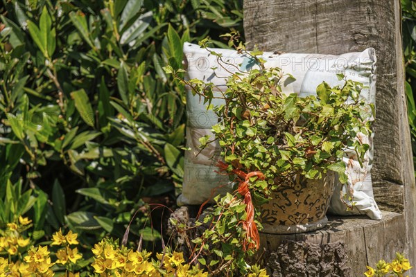 A colourful garden arrangement with a plant pot and a cushion on a wooden trunk, Borken,