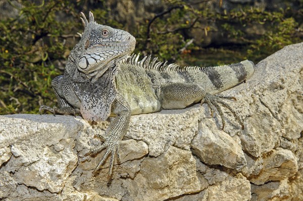 Green iguana (Iguana iguana), Caribbean, Windward Islands, Netherlands Antilles, ABC Islands ABC
