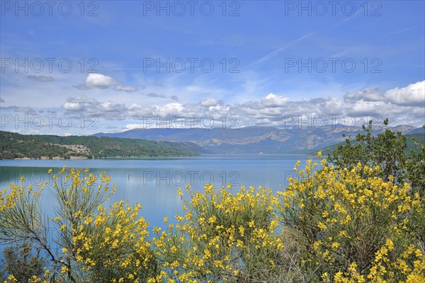 Verdon reservoir, Lac de Sainte-Croix with broom, lake landscape, blooming, yellow, Provençal Alps,