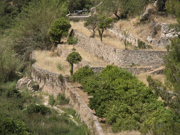 Several levels of agricultural terraces with trees and stone walls stretching up the slopes, ibiza,
