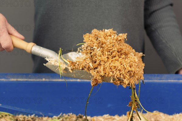 Cleaning the rabbit cage, scatter and straw with rabbit shit and leftover vegetables, taking care