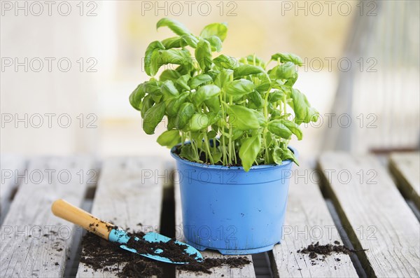 Basil herb with shovel, repot plant in spring, gardening and planting season, growing herbs in the