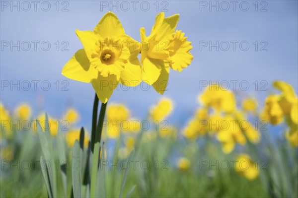 Daffodils spring flowers with blue sky, yellow narcissus blossom in springtime