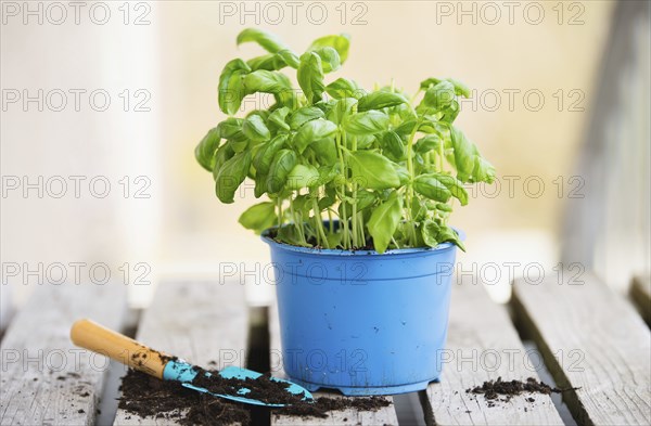 Basil herb with shovel, repot plant in spring, gardening and planting season, growing herbs in the