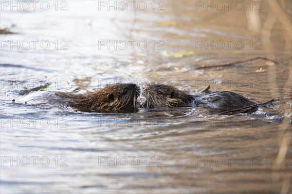 Nutria, coypu herbivorous, semiaquatic rodent member of the family Myocastoridae on the riverbed,