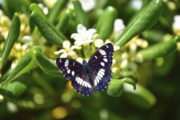 A brush-footed butterfly (Nymphalidae) of the species Southern white admiral (Limenitis reducta)