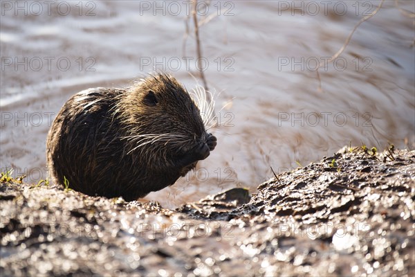 Nutria, coypu herbivorous, semiaquatic rodent member of the family Myocastoridae on the riverbed,