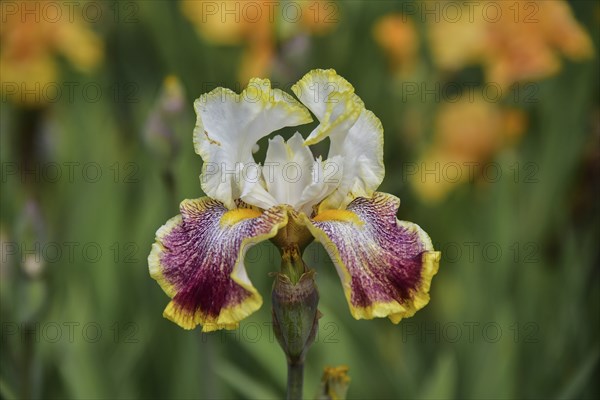 Irises in an iris field near Larnas in the French department of Ardèche, France, Europe