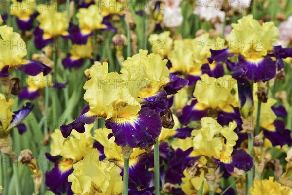 Irises in an iris field near Larnas in the French department of Ardèche, France, Europe