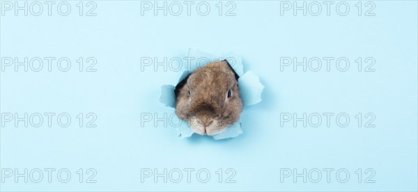 Curious easter bunny or rabbit peeking through a hole, holiday in spring, greeting card