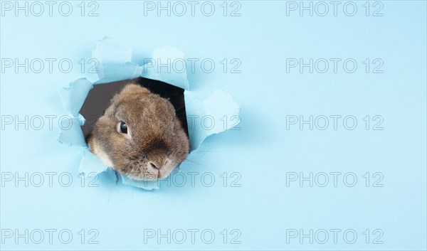 Curious easter bunny or rabbit peeking through a hole, holiday in spring, greeting card