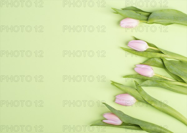 Tulips greeting card for mothers day, birthday, easter holiday, valentines day, spring season,