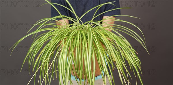 Holding a potted spider plant, florist caring for houseplant, gardening at home