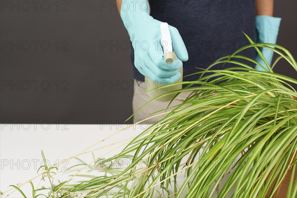 Spraying water on the leaves of a spider plant, florist caring for houseplant, gardening at home
