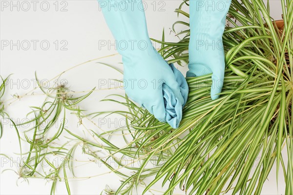 Cleaning the leaves of a spider plant with a rag, florist washing leaf of houseplant with water,