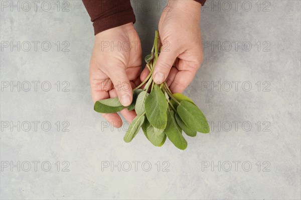 Holding fresh organic sage herb in the hand, prepare healthy tea or food with spice, harvest and