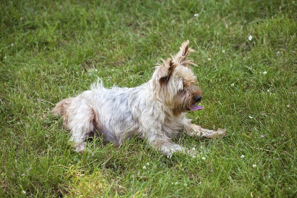 Cute yorkshire terrier dog on the grass