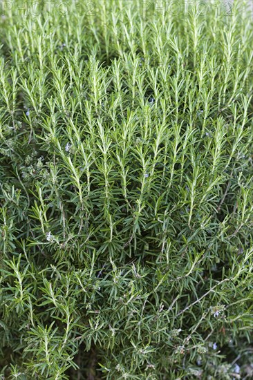 Fresh Rosemary Herb grow outdoor. Rosemary leaves Close-up. Fresh Organic flavoring plants growing
