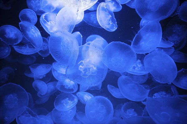 Common jellyfish or moon jelly, group of Aurelia aurita at the brackish water of the baltic sea,