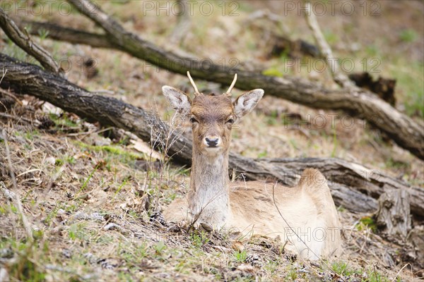 Red deer stag with antlers in spring, forest of Amsterdamse Waterleidingduinen in the Netherlands,