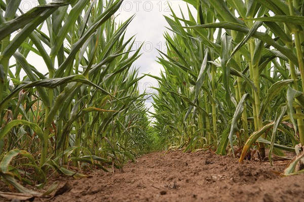 Corn field, cultivated corn cob start to grow, harvest in the summer, agriculture plants for food,