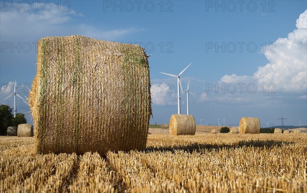 Straw bale on the field, cultivated barley, harvest in the summer, agriculture for food, farmland