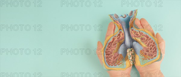 Thyroid gland organ, hyperthyroidism and hypothyroidism, health issues, cancer, hashimoto disease