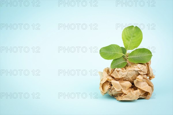 Sprout growing from a crumpled recycled paper, protection of the eco system, zero waste,