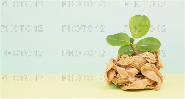Small tree growing from a crumpled recycled paper, protection of the eco system, zero waste,