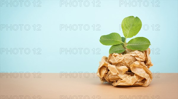 Plant growing from a crumbled recycled paper, protection of the eco system, zero waste, sustainable