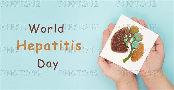 Liver organ, world hepatitis day, diagnosis of cancer, cirrhosis, health issue