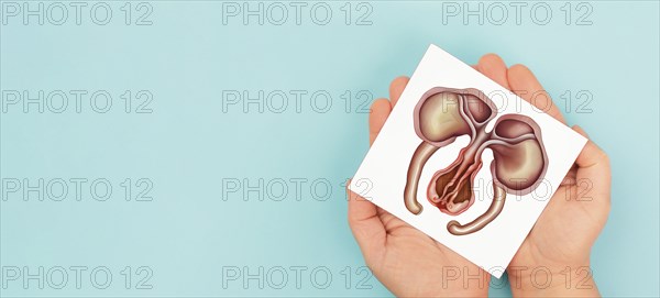 Uterus organ with ovaries, female reproductive system, pregnancy and gynecological concept,