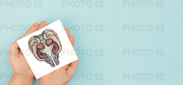 Uterus organ with ovaries, female reproductive system, pregnancy and gynecological concept,