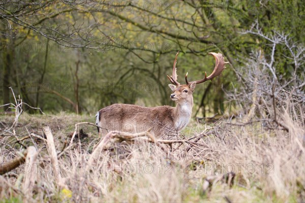 Red deer stag with antlers in spring, forest of Amsterdamse Waterleidingduinen in the Netherlands,