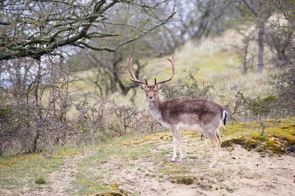 Red deer stag with antlers in spring, forest of Amsterdamse Waterleidingduinen in the Netherlands,