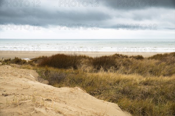 Beach landscape with reed and sand at the North Sea in the Netherlands, Wijk aan Zee near Amsterdam