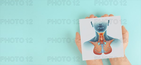 Holding thyroid organ in the hands, hyperthyroidism and hypothyroidism, health issues, cancer,