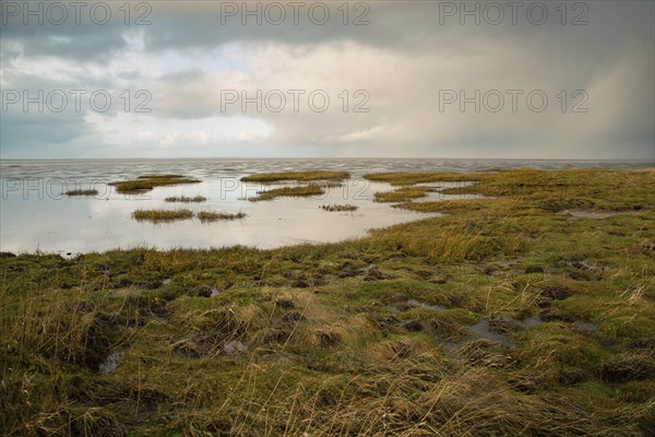 Wadden sea on the island Romo in Denmark, intertidal zone, wetland with plants, low tide at north