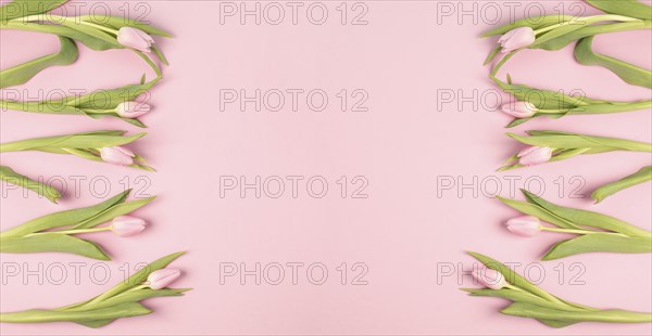 Tulips greeting card for birthday, easter holiday, valentines day, mothers day, spring season,
