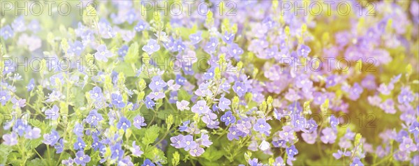 Lilac bush, Aubrieta deltoidea flowers in springtime, purple petals, blooming countryside