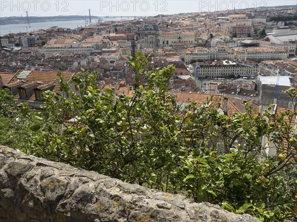 View of a lemon tree and a wall, with a city with red roofs in the background, Lisbon, portugal