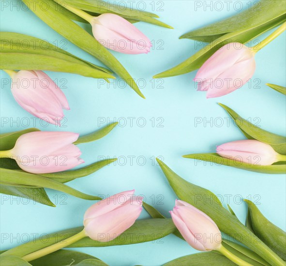 Tulips greeting card for birthday, easter holiday, valentines day, mothers day, spring season,