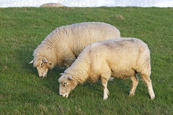 Domestic sheep (Ovis gmelini aries), sheep grazing on a dyke, Wedeler Elbmarsch, Wedel,