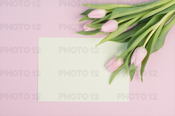Tulips greeting card for birthday, easter holiday, valentines day, mothers day, spring season,