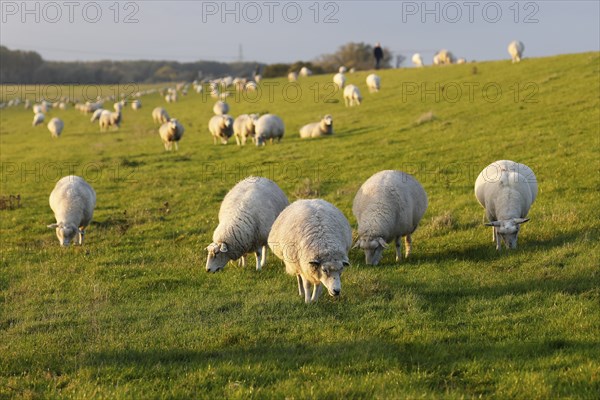 Domestic sheep (Ovis gmelini aries), flock of sheep grazing on a dyke in the evening light, Wedeler