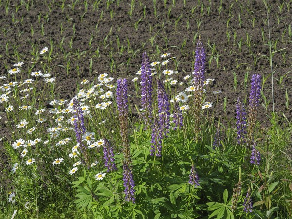 Close-up of daisies and lupins in front of a ploughed field, lichtenvoorde, gelderland, the