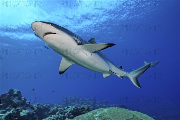 Female Grey reef shark (Carcharhinus amblyrhynchos) swimming fast over coral reef made of corals