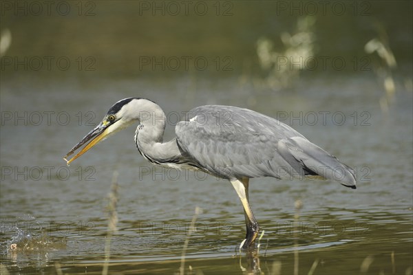 Grey heron (Ardea cinerea) eating the remains of a Swan mussel (Anodonta cygnea), Allgäu, Bavaria,